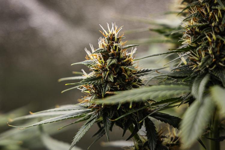 Pink Runtz - Farm #23. Week 7 - Pink Runtz - Day 49.