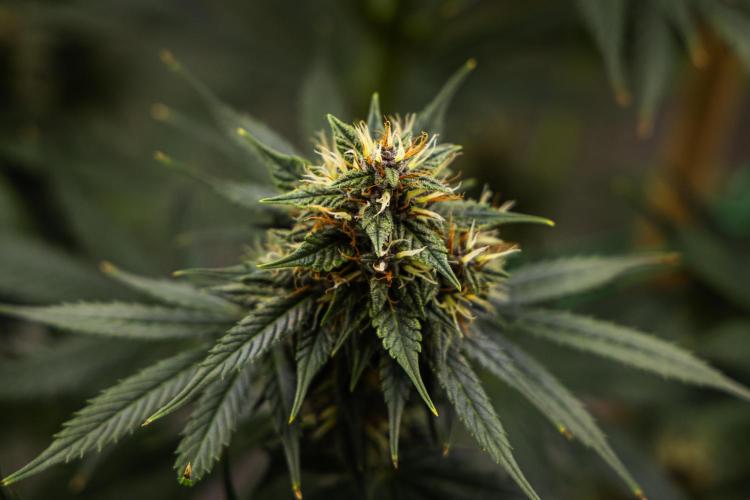 Pink Runtz - Farm #23. Week 7 - Pink Runtz - Day 49.