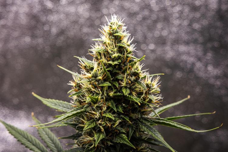 Pink Runtz - Farm #23. Week 7 - Pink Runtz - Day 49.