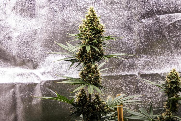 Pink Runtz - Farm #23. Week 7 - Pink Runtz - Day 49.