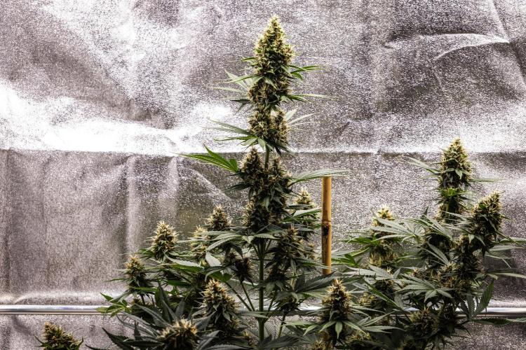 Pink Runtz - Farm #23. Week 7 - Pink Runtz - Day 49.
