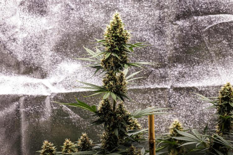 Pink Runtz - Farm #23. Week 7 - Pink Runtz - Day 49.