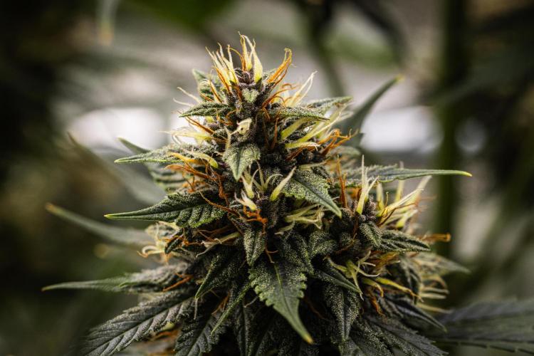Pink Runtz - Farm #23. Week 7 - Pink Runtz - Day 49.