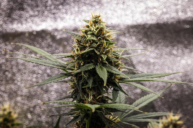 Pink Runtz - Farm #23. Week 7 - Pink Runtz - Day 49.