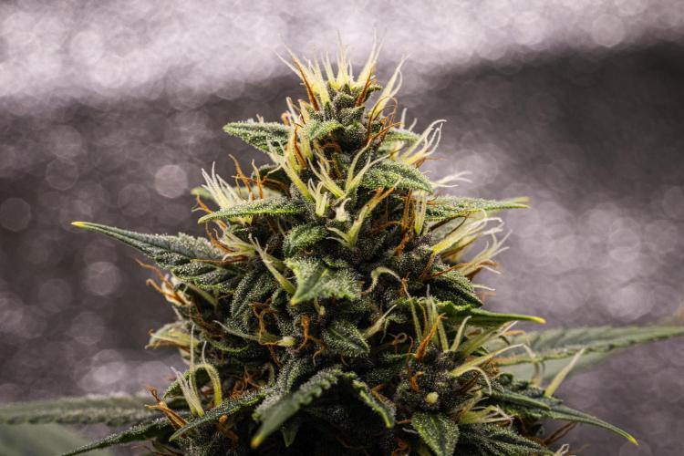 Pink Runtz - Farm #23. Week 7 - Pink Runtz - Day 49.