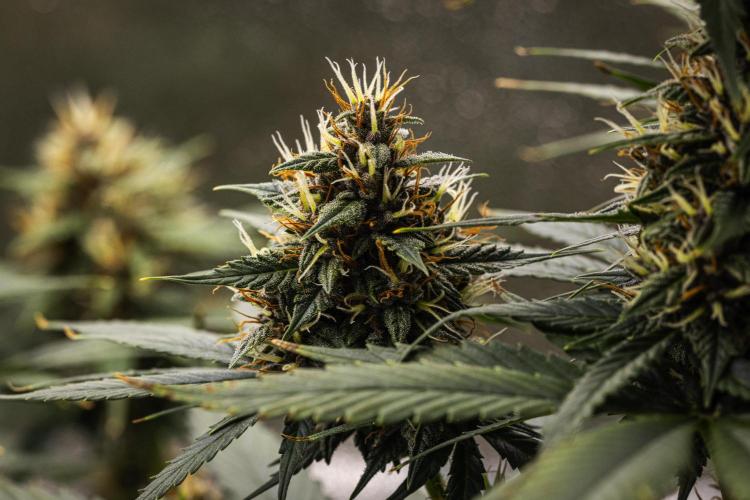 Pink Runtz - Farm #23. Week 7 - Pink Runtz - Day 49.