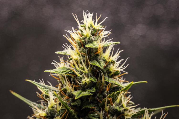 Pink Runtz - Farm #23. Week 7 - Pink Runtz - Day 49.