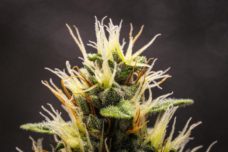 Pink Runtz Automatic. Week 7