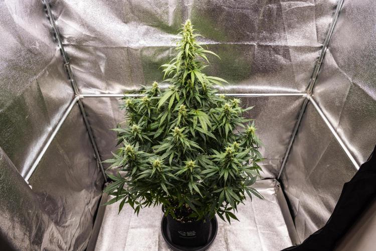 Wedding Cake - Farm #23. Week 8 - Wedding Cake - Day 56.