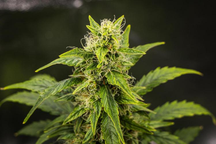 Wedding Cake - Farm #23. Week 8 - Wedding Cake - Day 56.