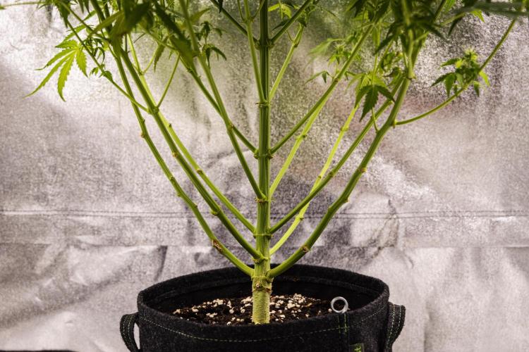 Wedding Cake - Farm #23. Week 8 - Wedding Cake - Day 56.