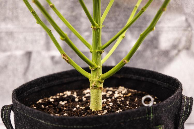 Wedding Cake - Farm #23. Week 8 - Wedding Cake - Day 56.