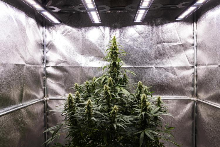Wedding Cake - Farm #23. Week 8 - Wedding Cake - Day 56.