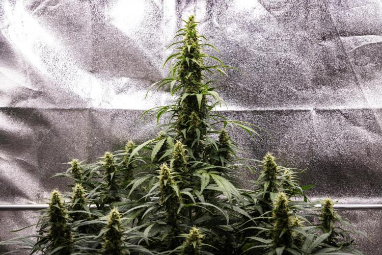 Wedding Cake - Farm #23. Week 8 - Wedding Cake - Day 56.
