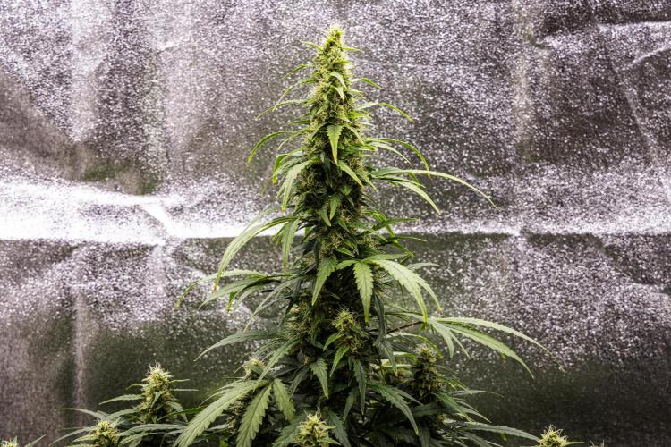Wedding Cake - Farm #23. Week 8 - Wedding Cake - Day 56.
