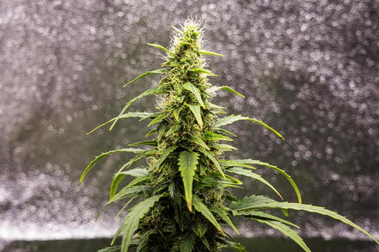 Wedding Cake - Farm #23. Week 8 - Wedding Cake - Day 56.