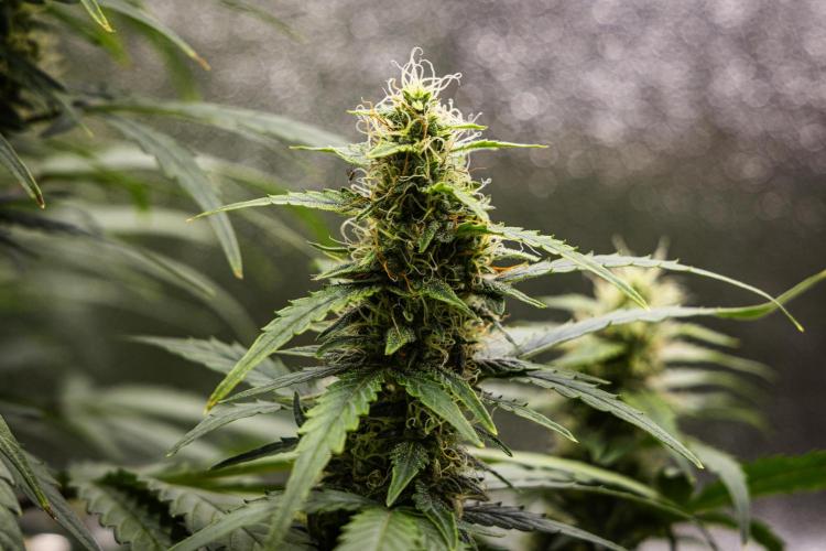 Wedding Cake - Farm #23. Week 8 - Wedding Cake - Day 56.