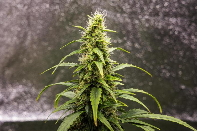 Wedding Cake - Farm #23. Week 8 - Wedding Cake - Day 56.