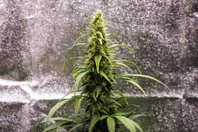Wedding Cake - Farm #23. Week 8 - Wedding Cake - Day 56.