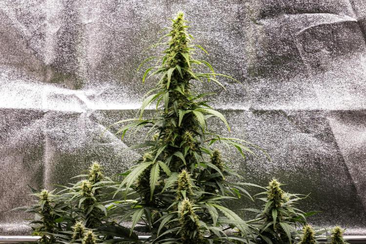 Wedding Cake - Farm #23. Week 8 - Wedding Cake - Day 56.