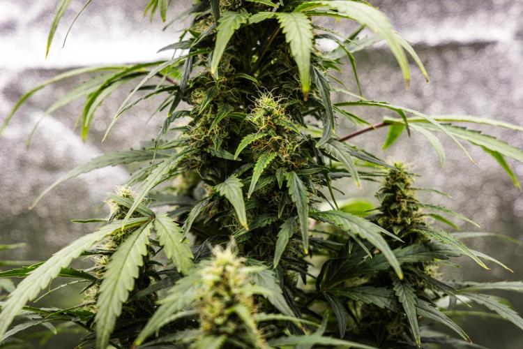 Wedding Cake - Farm #23. Week 8 - Wedding Cake - Day 56.