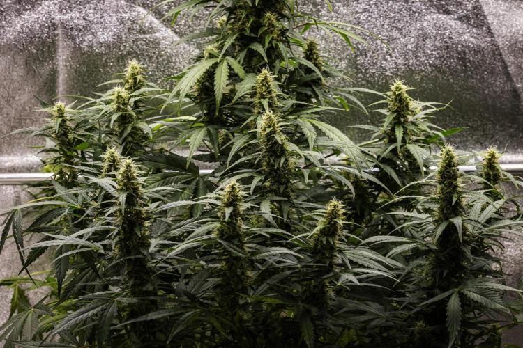 Wedding Cake - Farm #23. Week 8 - Wedding Cake - Day 56.
