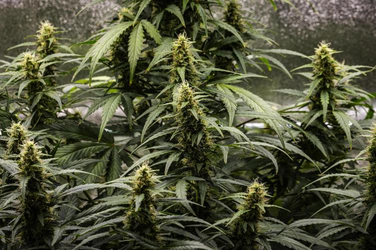 Wedding Cake - Farm #23. Week 8 - Wedding Cake - Day 56.