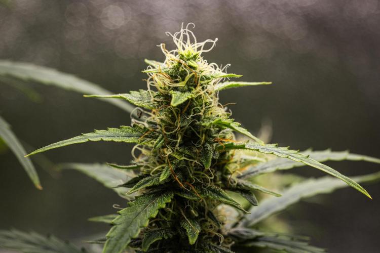 Wedding Cake - Farm #23. Week 8 - Wedding Cake - Day 56.