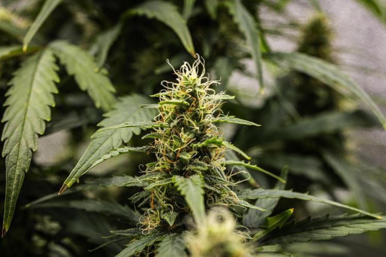 Wedding Cake - Farm #23. Week 8 - Wedding Cake - Day 56.