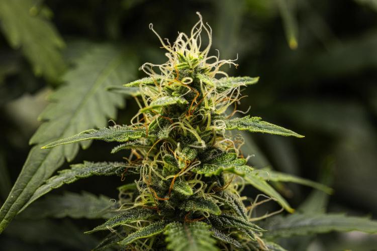 Wedding Cake - Farm #23. Week 8 - Wedding Cake - Day 56.