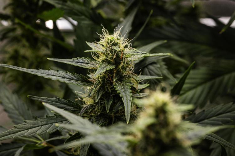 Wedding Cake - Farm #23. Week 8 - Wedding Cake - Day 56.