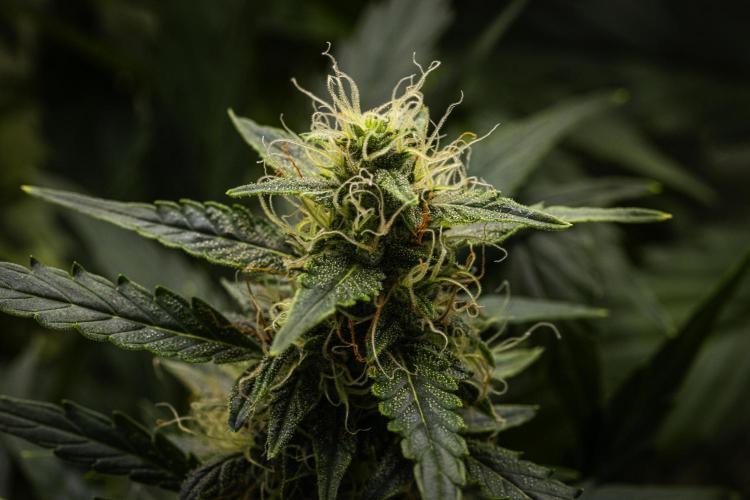 Wedding Cake - Farm #23. Week 8 - Wedding Cake - Day 56.