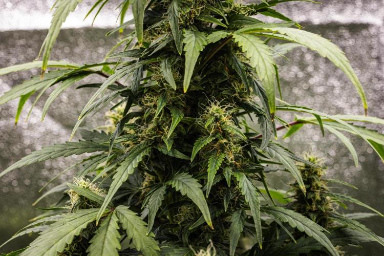 Wedding Cake - Farm #23. Week 8 - Wedding Cake - Day 56.