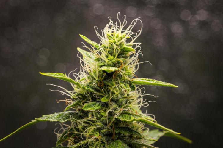 Wedding Cake - Farm #23. Week 8 - Wedding Cake - Day 56.
