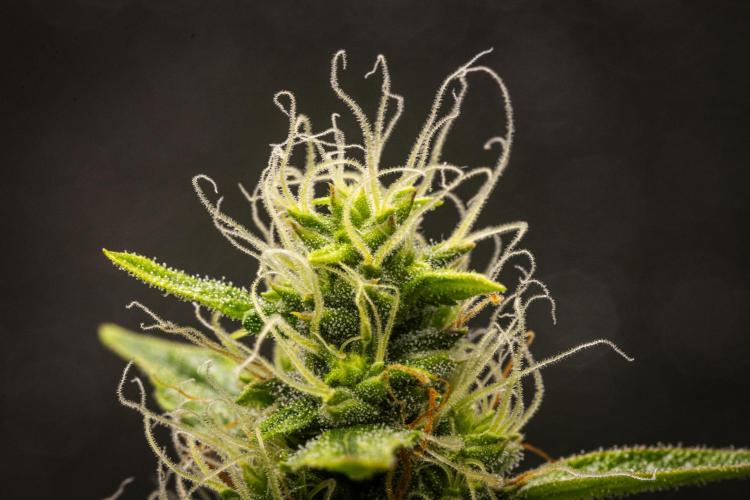 Wedding Cake - Farm #23. Week 8 - Wedding Cake - Day 56.