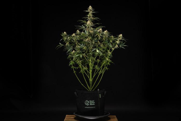 Grape Ape - Farm #23. Week 8 - Grape Ape - Day 56.