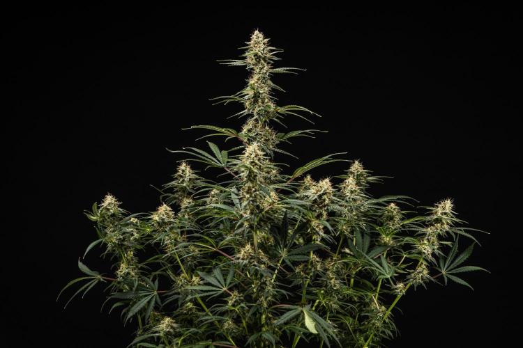 Grape Ape - Farm #23. Week 8 - Grape Ape - Day 56.