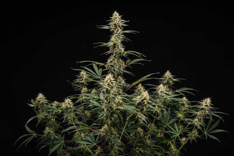 Grape Ape - Farm #23. Week 8 - Grape Ape - Day 56.