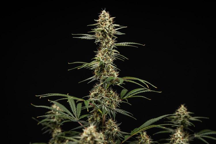 Grape Ape - Farm #23. Week 8 - Grape Ape - Day 56.