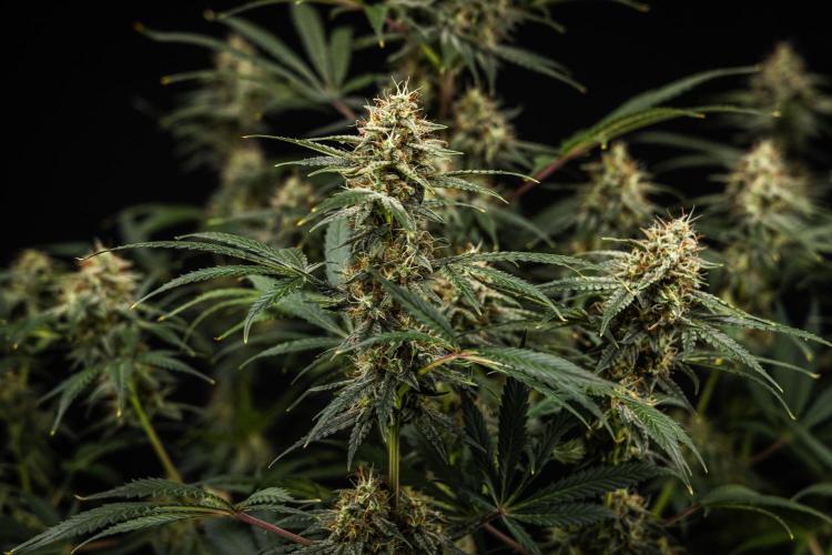 Grape Ape - Farm #23. Week 8 - Grape Ape - Day 56.