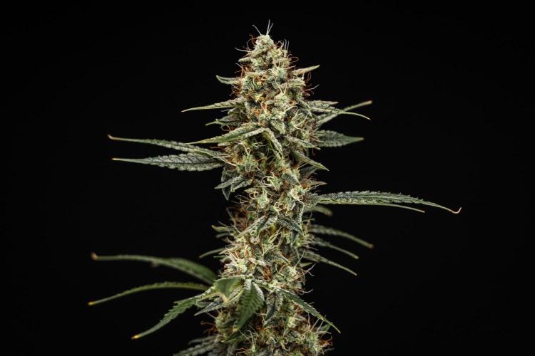 Grape Ape - Farm #23. Week 8 - Grape Ape - Day 56.