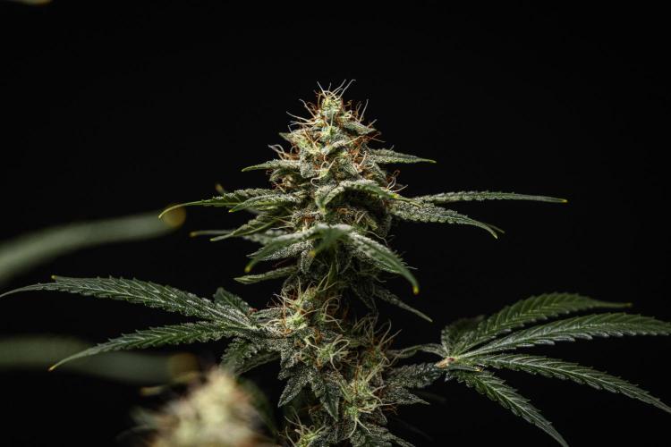 Grape Ape - Farm #23. Week 8 - Grape Ape - Day 56.