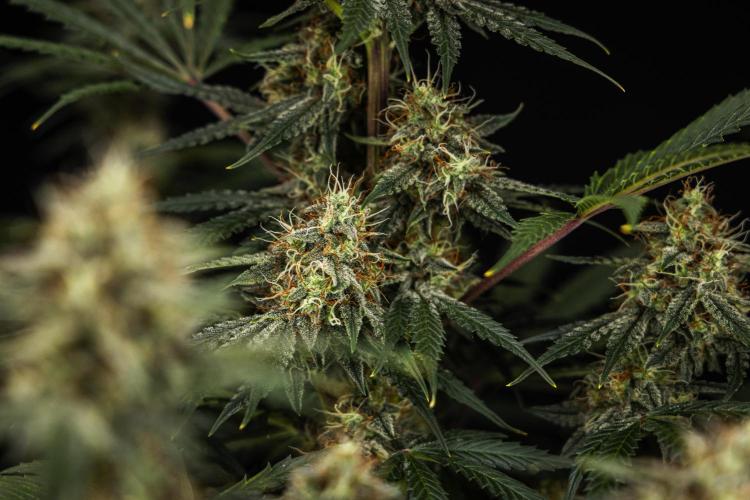 Grape Ape - Farm #23. Week 8 - Grape Ape - Day 56.