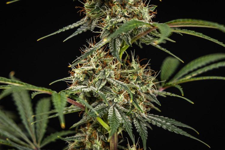 Grape Ape - Farm #23. Week 8 - Grape Ape - Day 56.