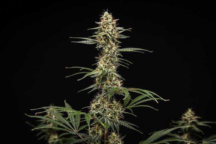 Grape Ape - Farm #23. Week 8 - Grape Ape - Day 56.