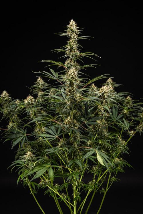 Grape Ape - Farm #23. Week 8 - Grape Ape - Day 56.