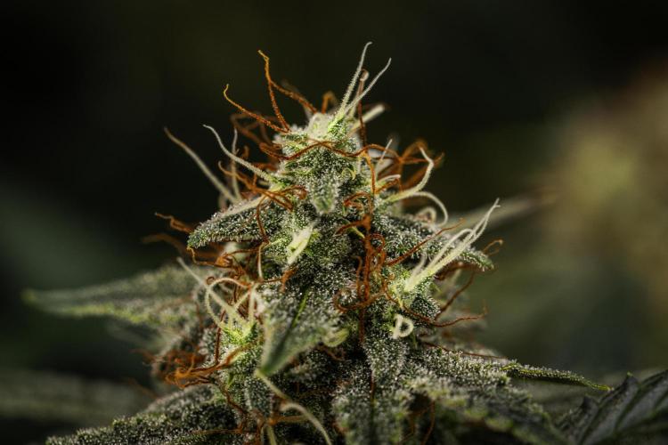 Grape Ape - Farm #23. Week 8 - Grape Ape - Day 56.