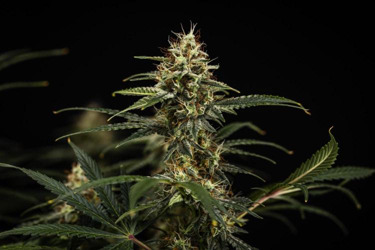 Grape Ape - Farm #23. Week 8 - Grape Ape - Day 56.