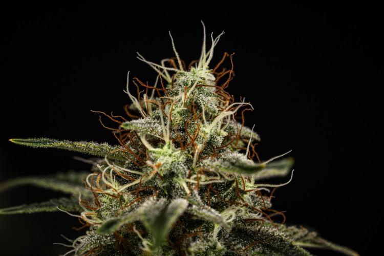 Grape Ape - Farm #23. Week 8 - Grape Ape - Day 56.