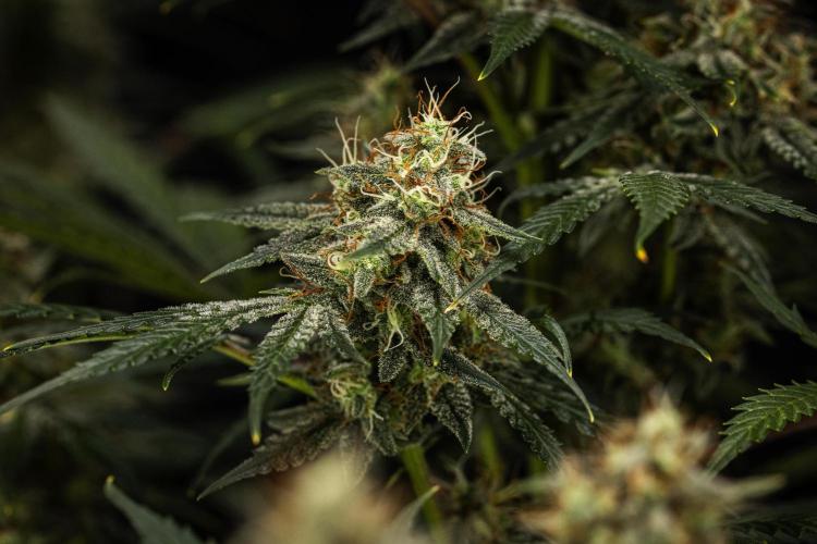 Grape Ape - Farm #23. Week 8 - Grape Ape - Day 56.